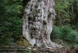 Yakushima