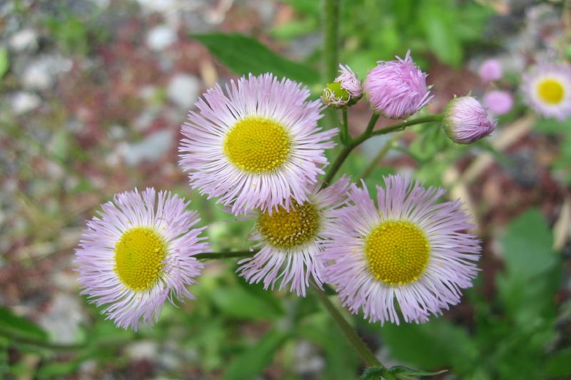 日本各地の花・植物・動物・生き物