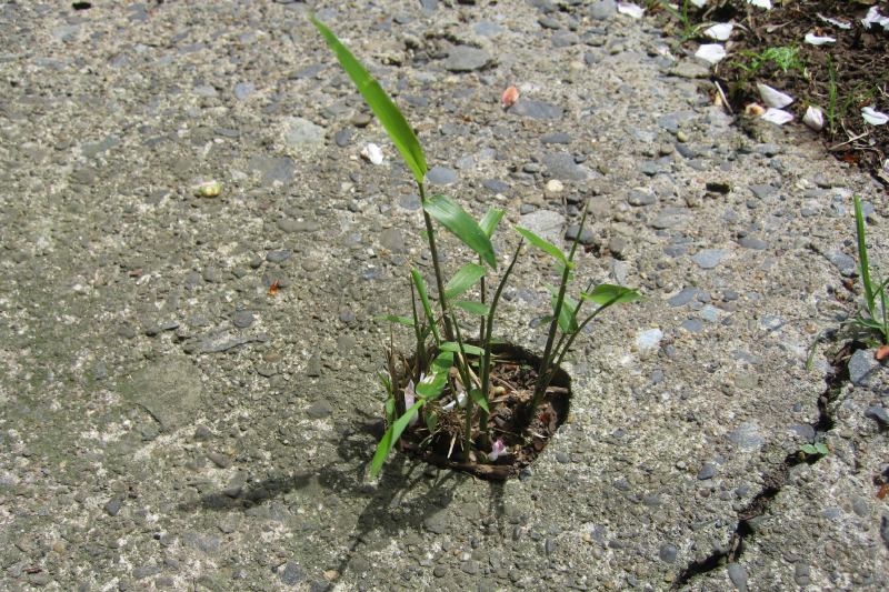 日本各地の花・植物・動物・生き物