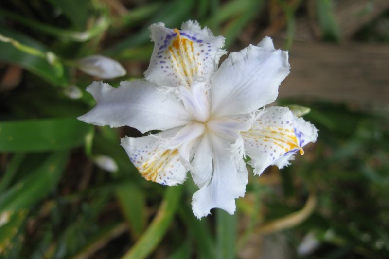 日本各地の花・植物・動物・生き物