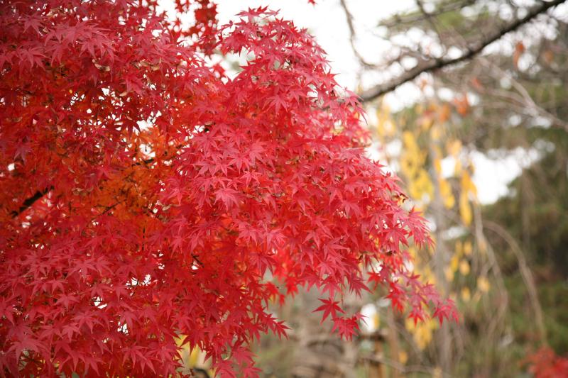 Horyu-ji temple, Nara, japan
