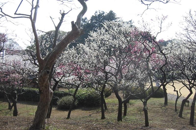 japan-spring image.pic