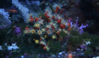 葛西臨海水族園