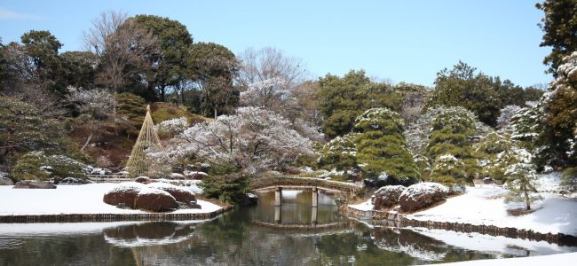 冬の六義園