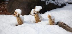 雪の日本庭園