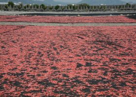 桜エビ