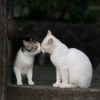 「風景の中の動物」
