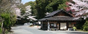 日本の春