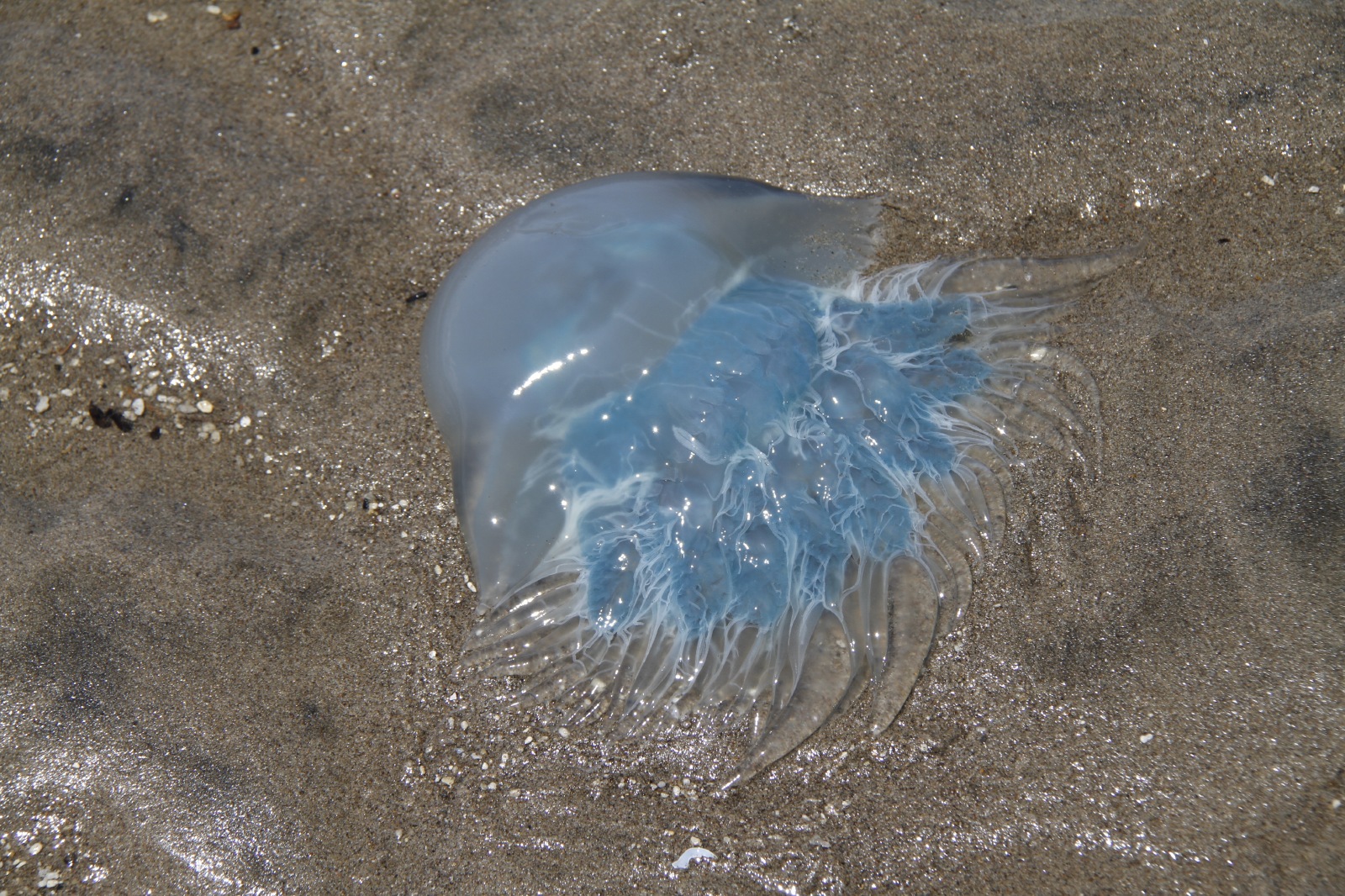 Blue jellyfish | JAPAN WEB MAGAZINE