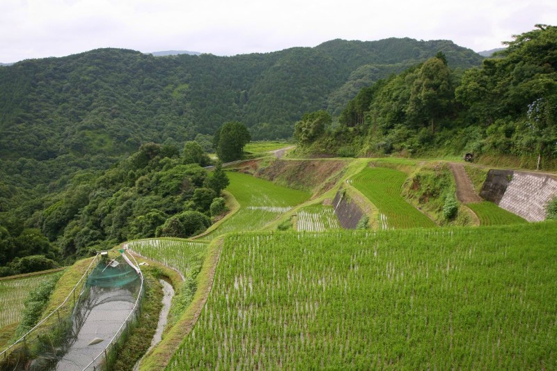 Terraced rice field in Nagasaki.