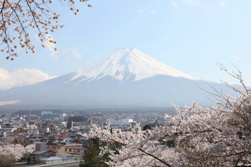 Mount fuji and Cherry blossoms as seen from Arakura Fuji Sengen Jinja Shrine