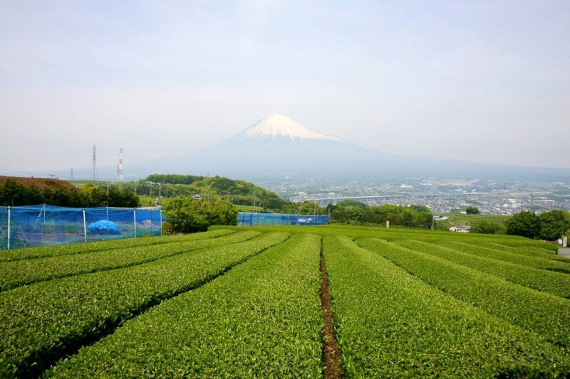 Mt. Fuji and green tea fields.