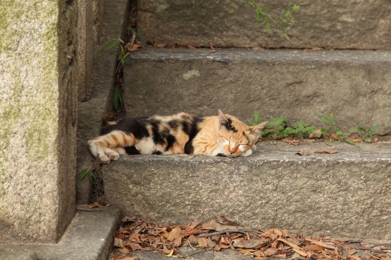 A cat in Tomonoura