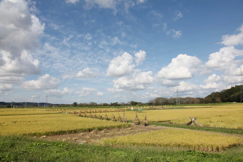 Rice paddy in Osyu, Iwate.