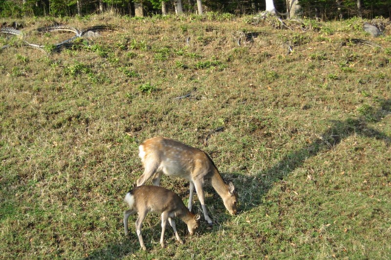 Hokkaido Sika Deer
