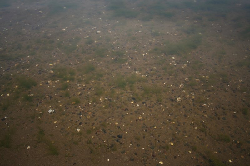 十三湖の湖底に散らばるシジミ貝の貝殻