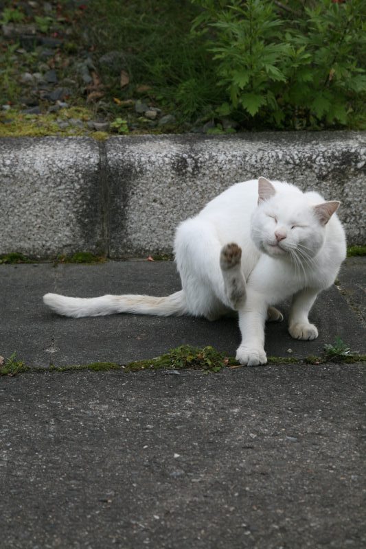 日本の猫