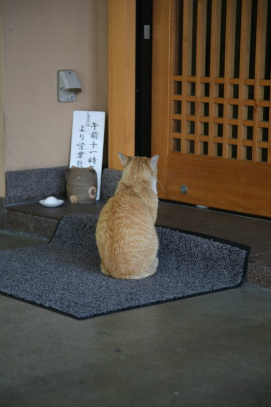 Japanese cats