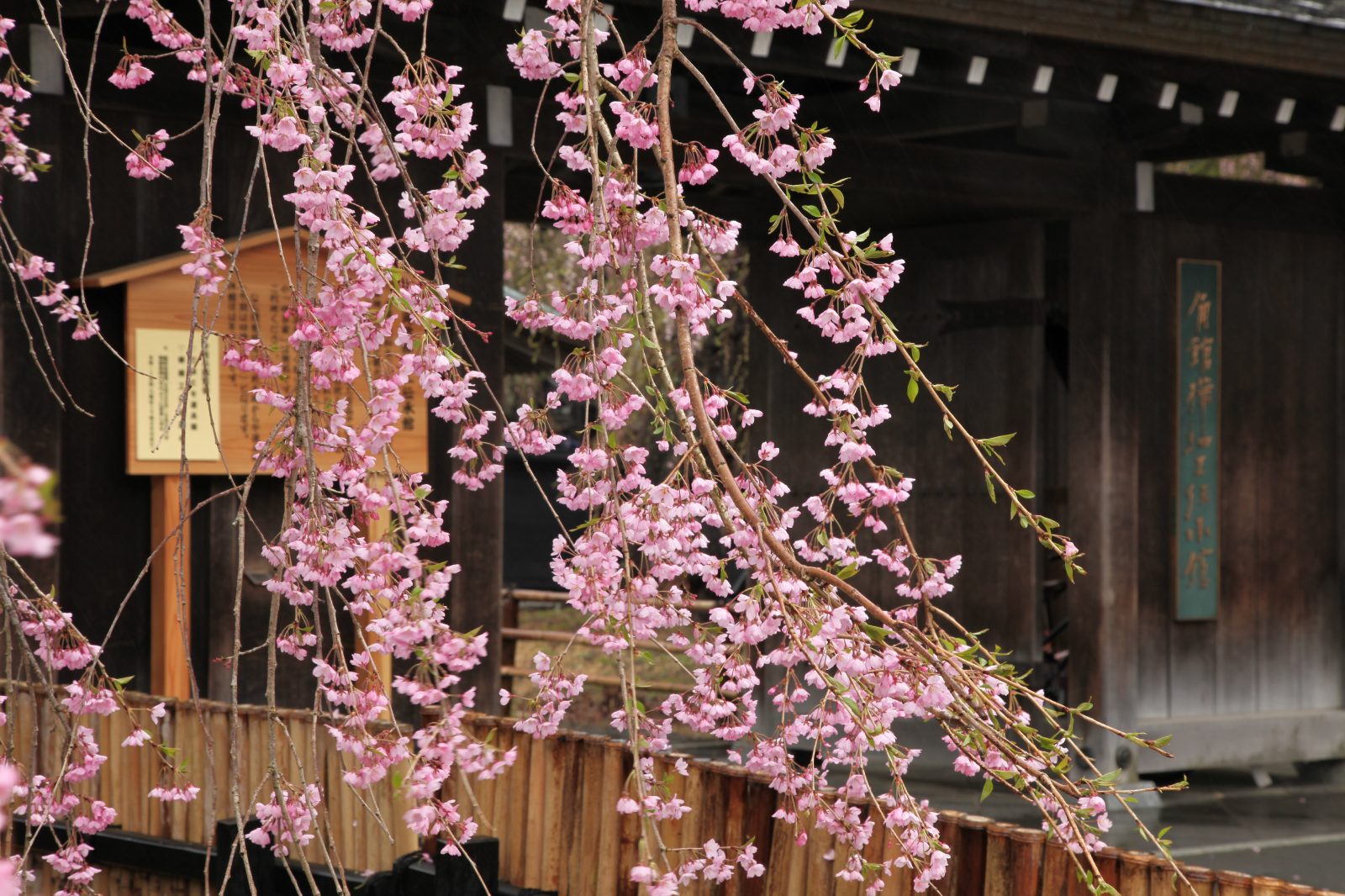 角館武家屋敷と桜
