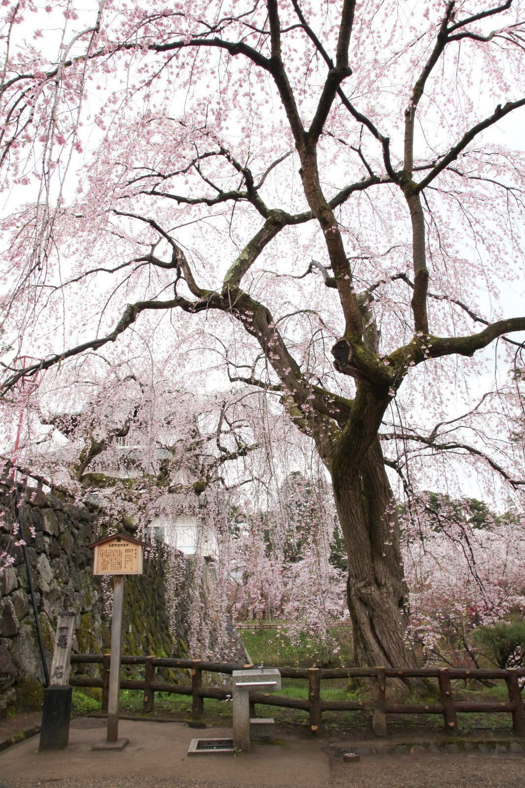 御滝桜