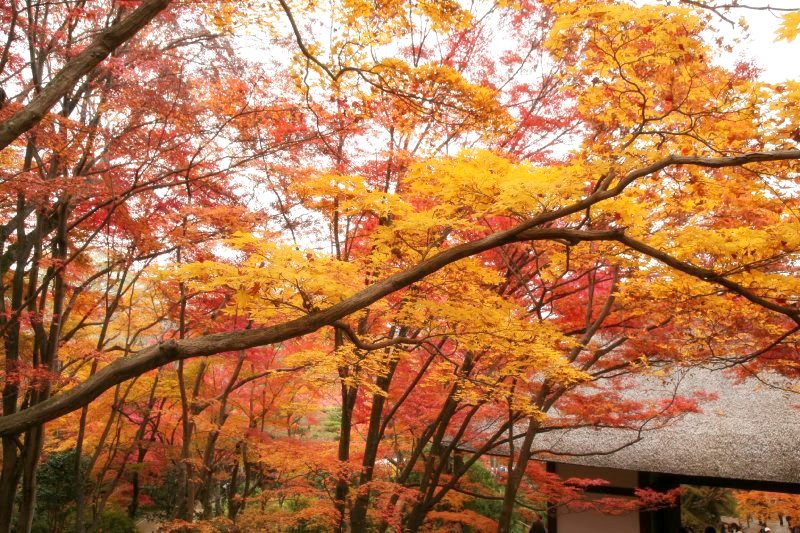 日本の秋の風景 Japan Web Magazine