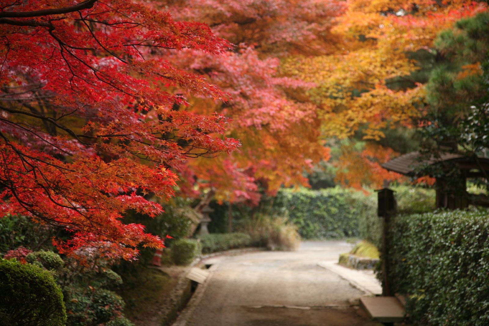 日本秋景2016：其他的一些地方 - 知乎