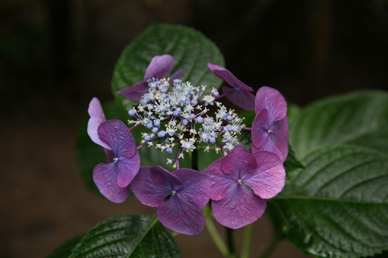 筥崎宮の紫陽花