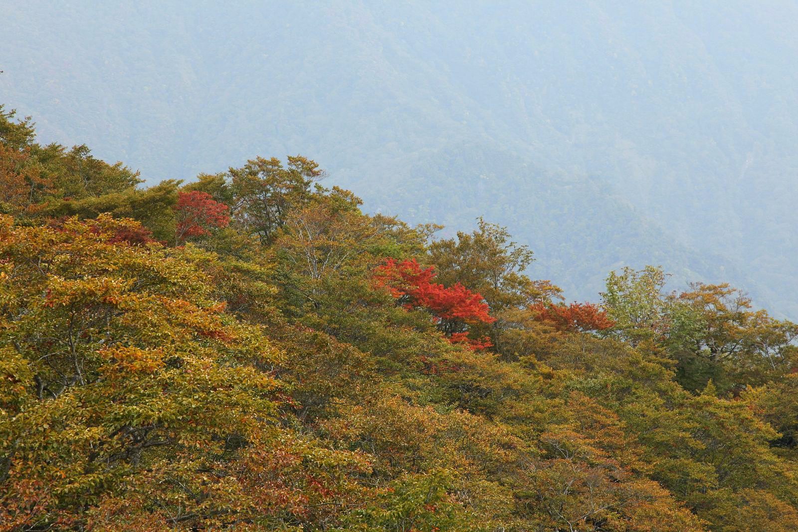 谷川岳 天神平の紅葉