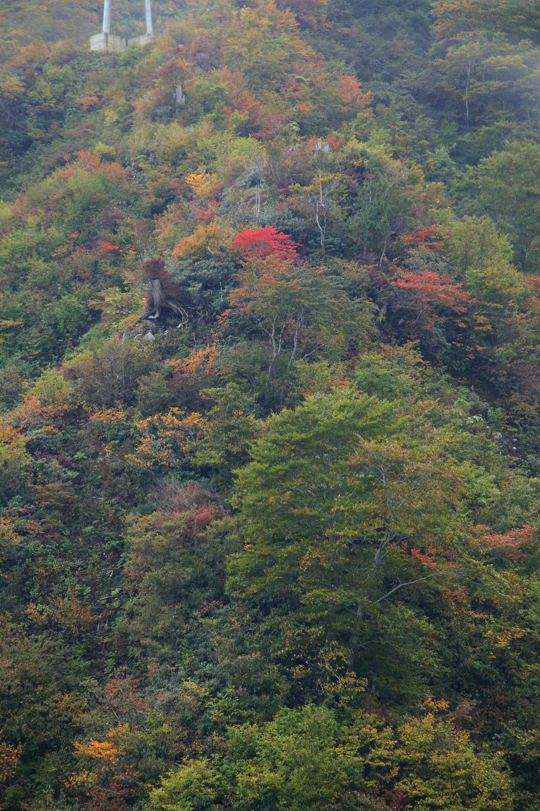 谷川岳の紅葉