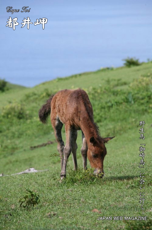 都井岬の野生馬「御崎馬」
