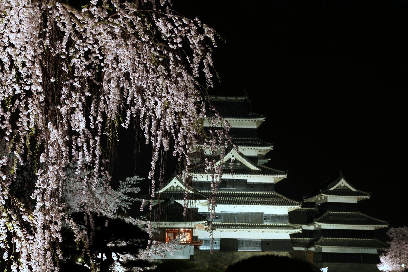 松本城と桜