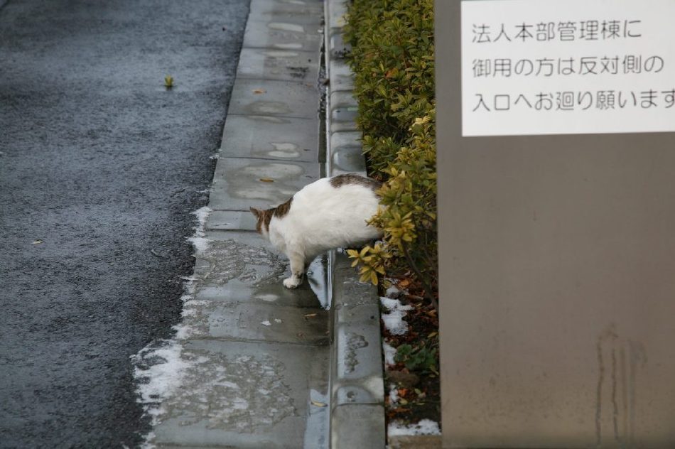 日本のネコ