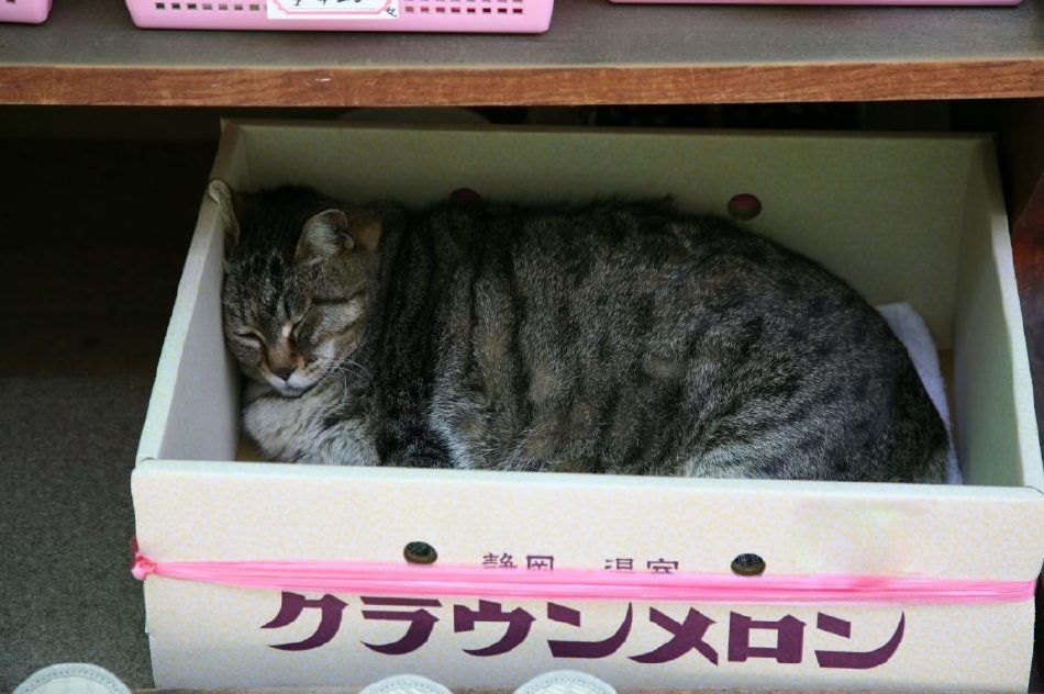 日本のネコ