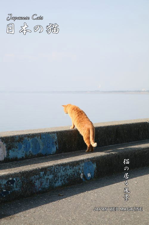 cat in Numazu, Shizuoka