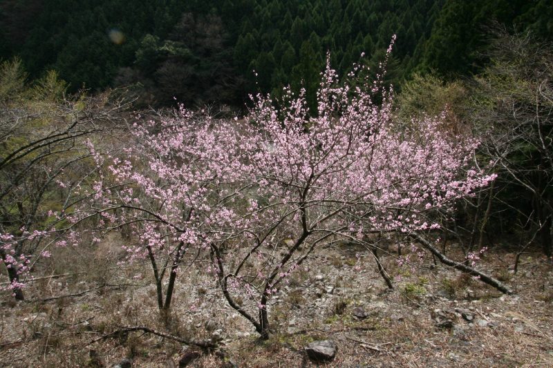 日本の春の風景