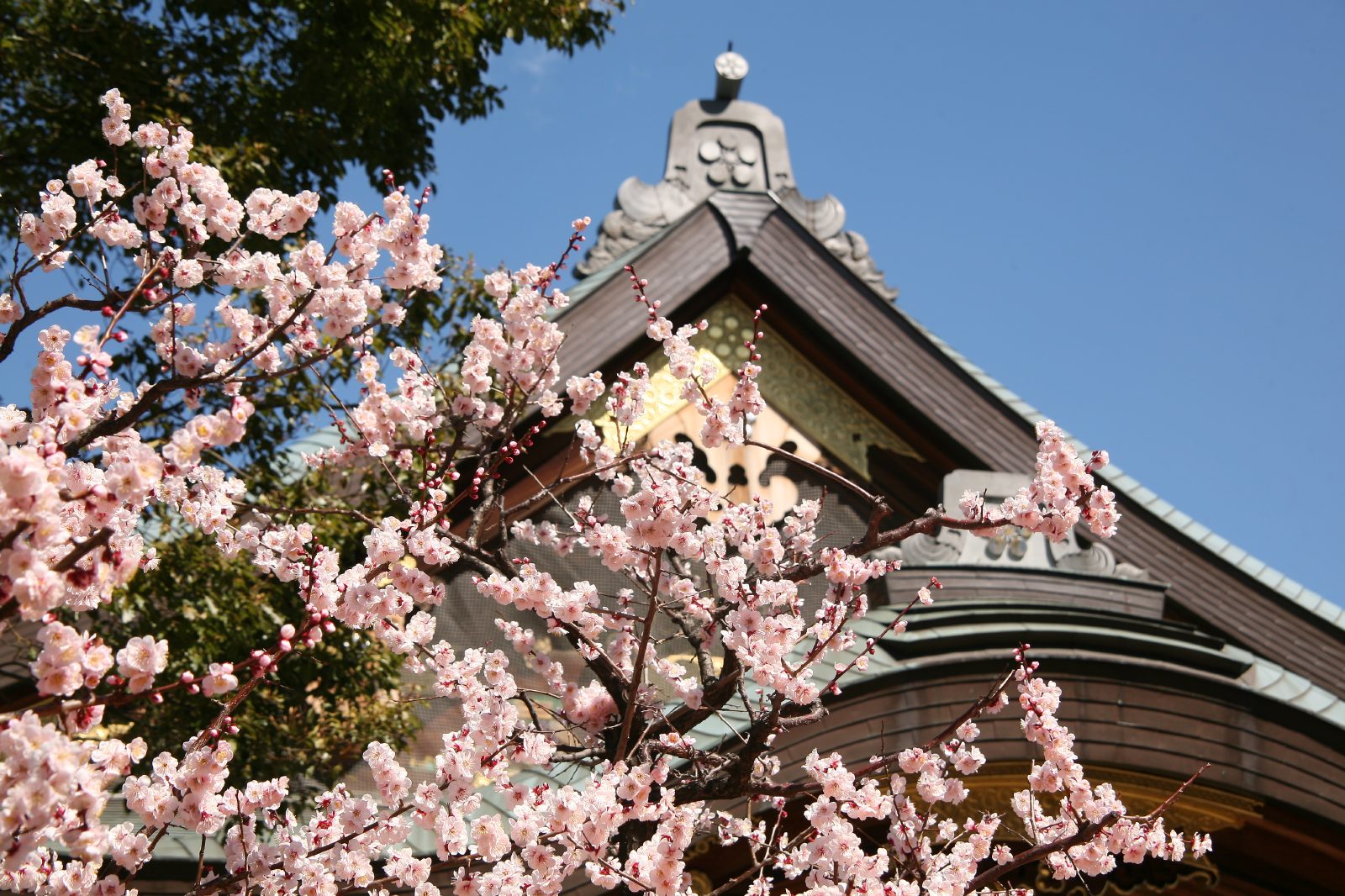 Top 6 điểm ngắm hoa mơ tại Tokyo 2023 - 3 TIỆN ÍCH