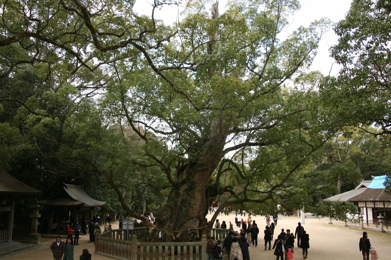 大山祇神社 JAPAN WEB MAGAZINE