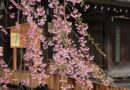 角館武家屋敷と桜