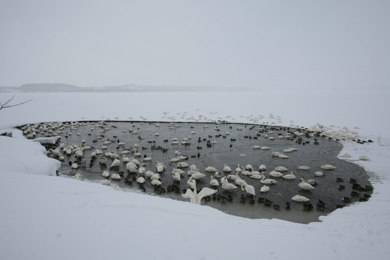 Cyaro クッチャロ湖 ~北海道の冬の絶景 冬のクッチャロ湖の魅力~ | JAPAN WEB MAGAZINE