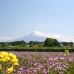 富士山と蓮華草