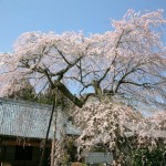 蒼龍寺と枝垂桜
