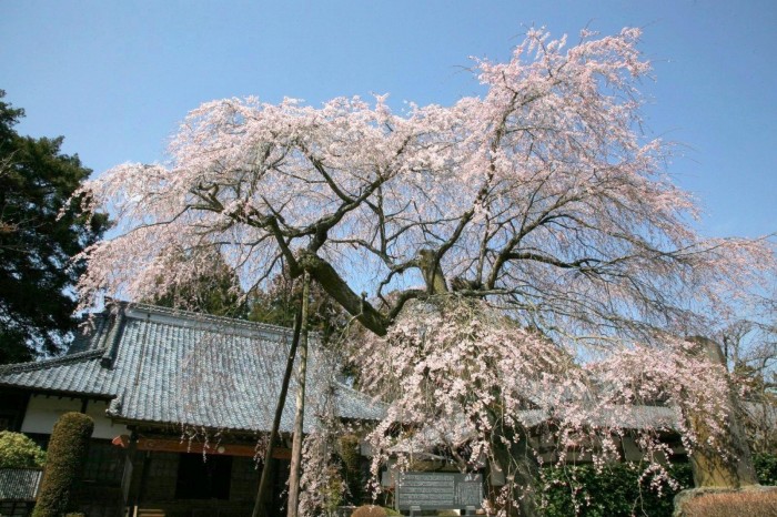 蒼龍寺と枝垂桜