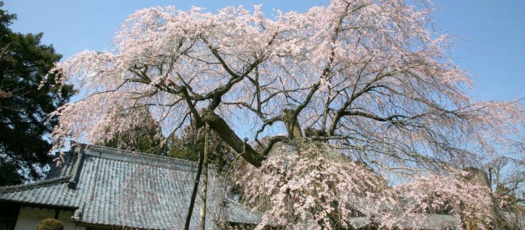 蒼龍寺と枝垂桜