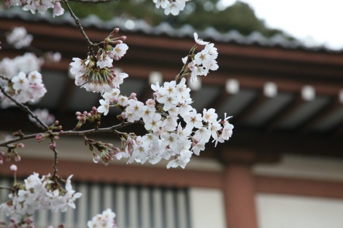 日本の春