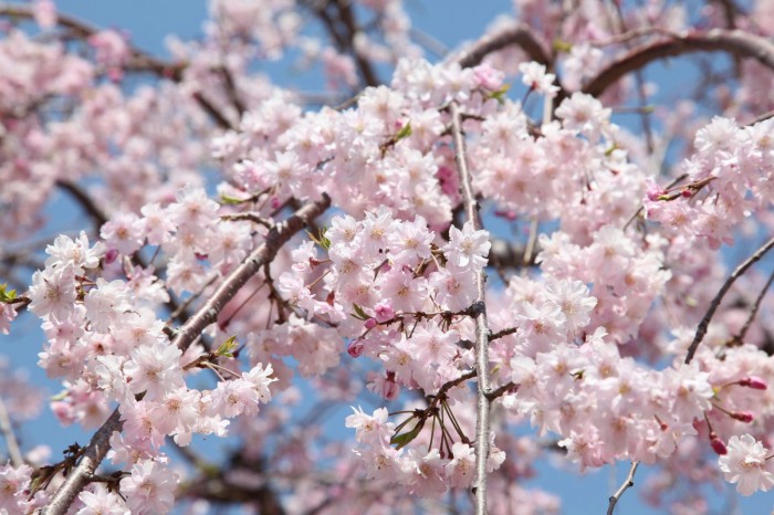 桜のある風景