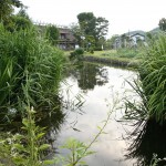 菖蒲池