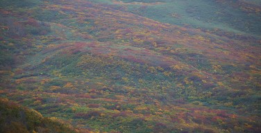 鳥海山の紅葉