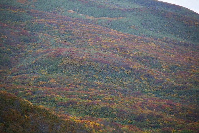 鳥海山の紅葉