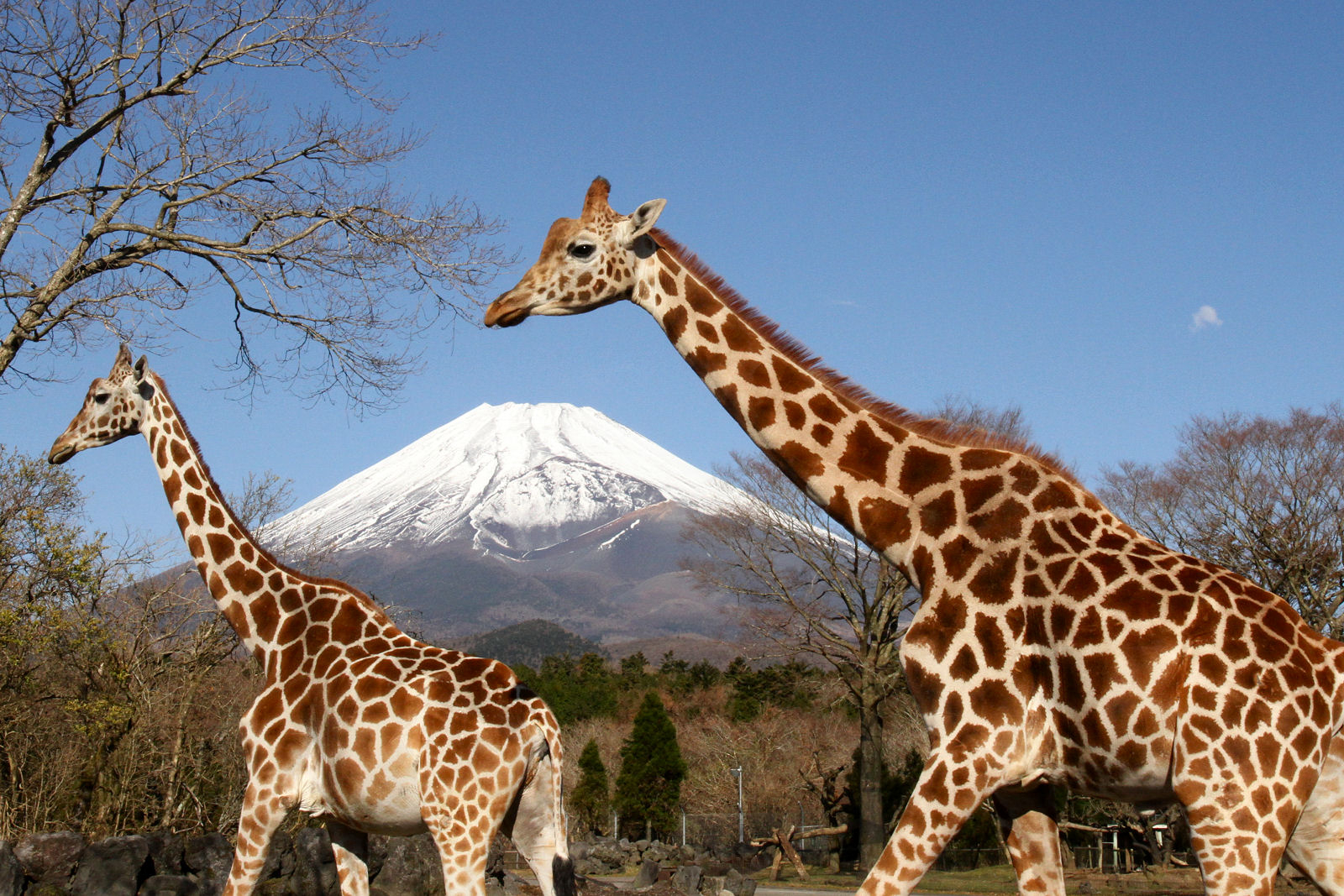 富士サファリパーク | JAPAN WEB MAGAZINE