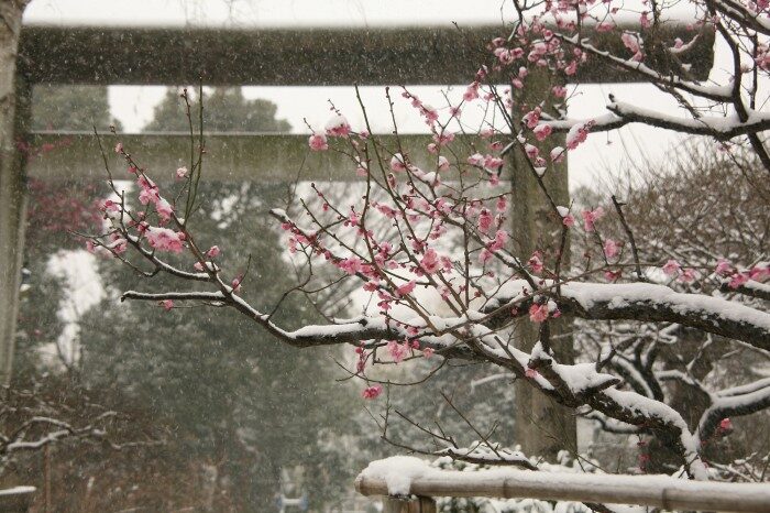 梅と雪　上野五條天神社